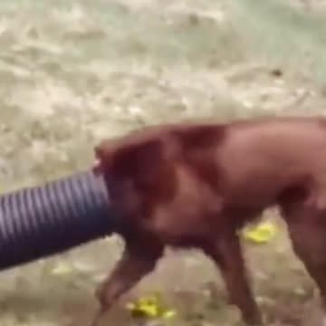 funny dog. #short . #funnyvideo