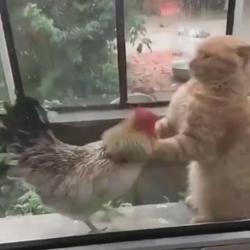 Cat VS Chicken boxing 😂