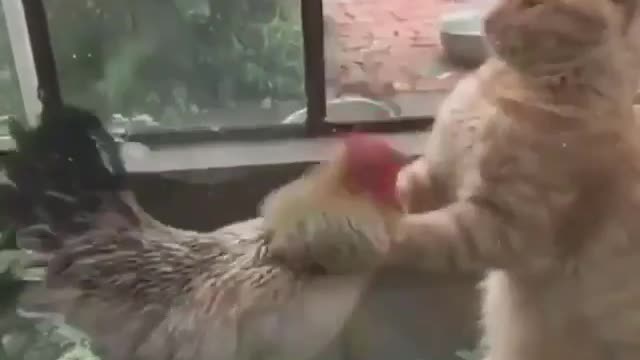 Cat VS Chicken boxing 😂