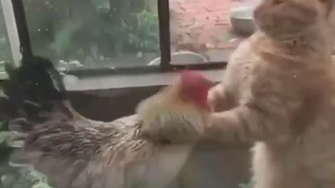 Cat VS Chicken boxing 😂