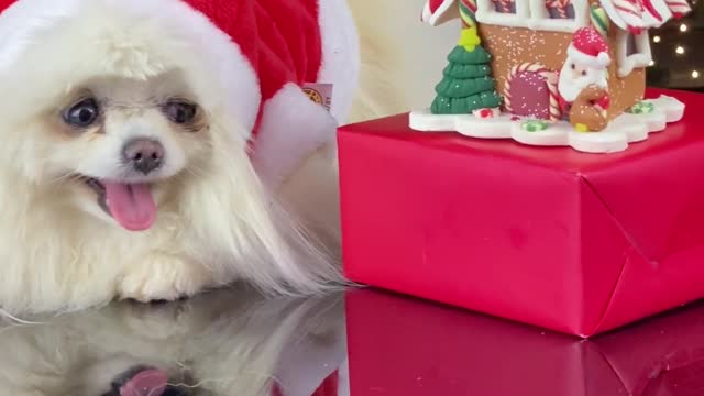 cute dog wearing hat and sit near christmas tree