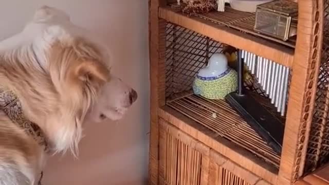 DOGGO LOVES HER WINDCHIME.mp4