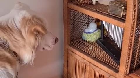 DOGGO LOVES HER WINDCHIME.mp4