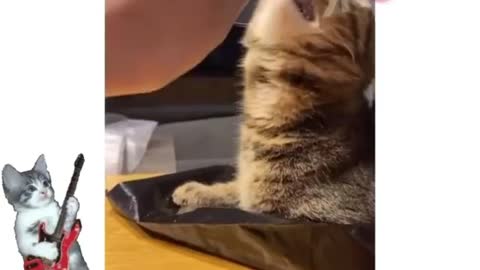 mustache play