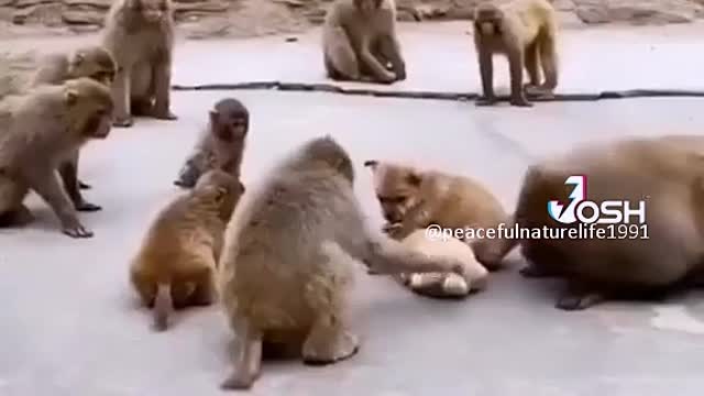 Monkey video