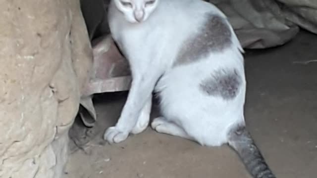 So cute cat