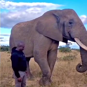 Naughty Elephant stealing a man's cap