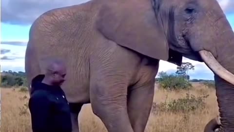 Naughty Elephant stealing a man's cap