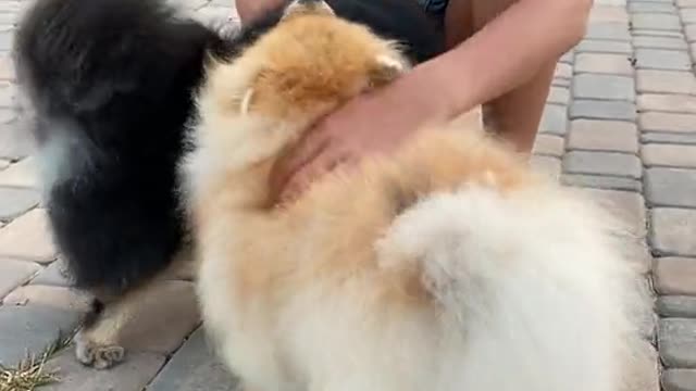 beautiful happy dogs funny