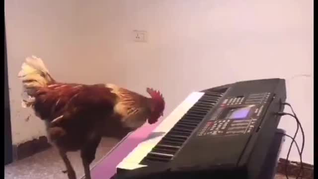 Cock The Musician