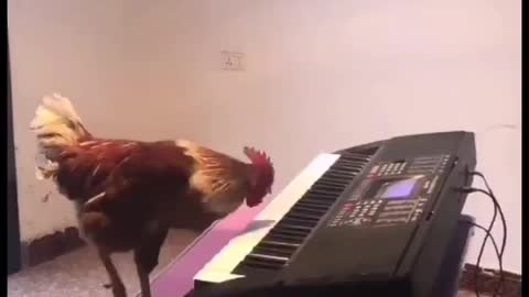 Cock The Musician