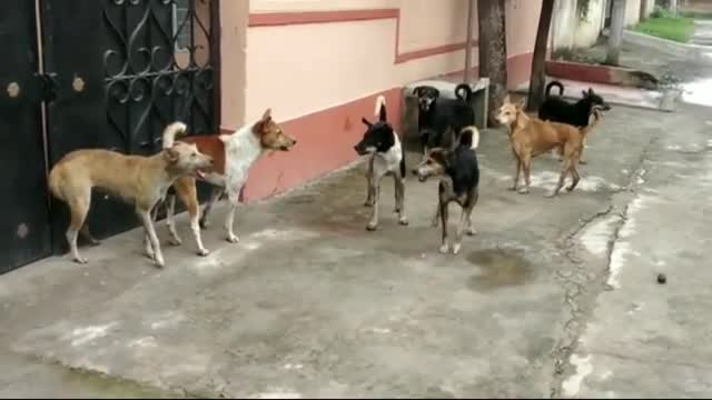 Steet Dogs Fighting | Dog barking video