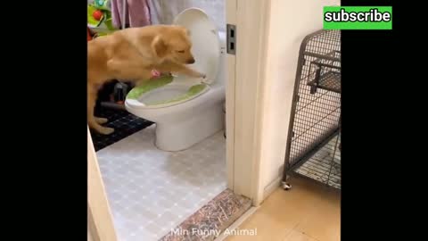 Funniest Animals _ Funny Dog And Cat _ Funny Animals Video