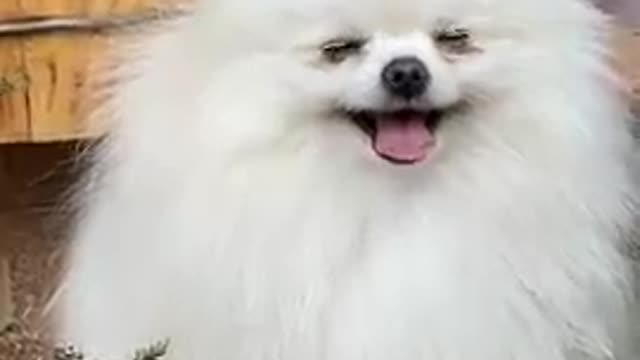 Funniest & Cutest Labrador Puppies #2 - Funny Puppy Videos 2020