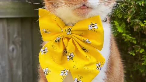 Cute cat 2022
