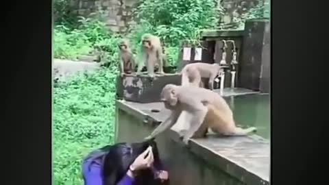 Funny Indian monkey