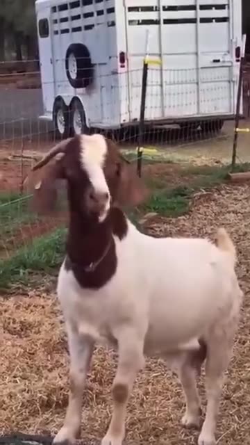 The Awesome Goats 😆🤣😂