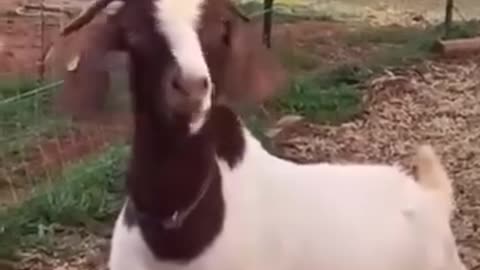 The Awesome Goats 😆🤣😂