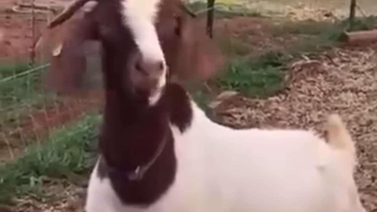 The Awesome Goats 😆🤣😂