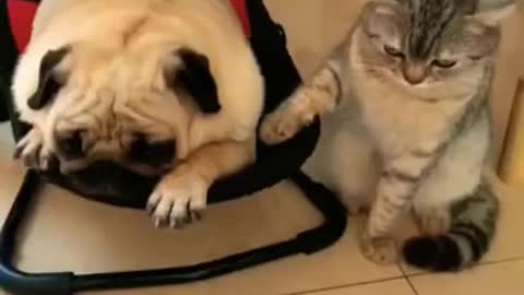new cats video funny 🤣