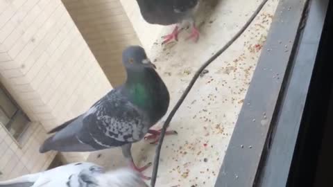 Pigeons feeding.