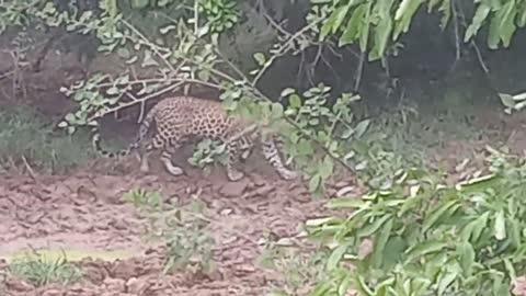 Leopard @ Yala