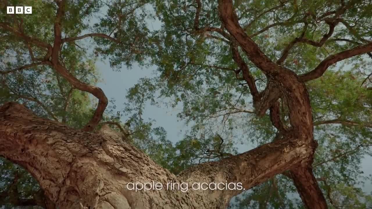 The Tree that Survives Without Rain | Earth’s Great Rivers II | BBC Earth