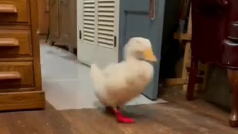 Duck