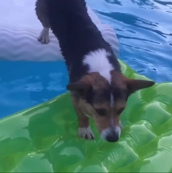 Oh no! #ohnoihopeidontfall #dog #pool #swim #fallin