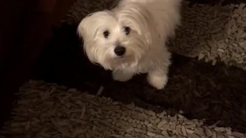 White dog hides under coffee table because shower