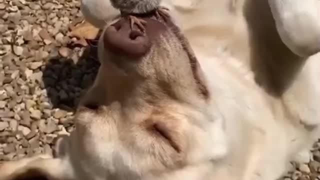 So adorable 🐶