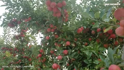 AWESOME, HARVEST THE BEST APPLE IN THE WORLD