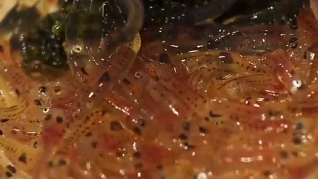 The Japanese dish known as "Shirouo no Odorigui" consists of small translucent fish