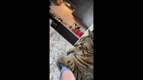 FUNNY CAT MEMES COMPILATION OF 2022