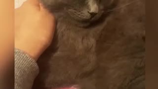 The cat is delighted with my hands.