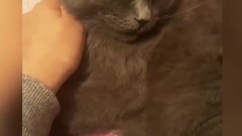 The cat is delighted with my hands.