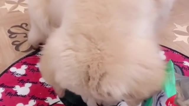 Reward a small cookie