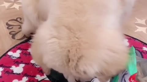 Reward a small cookie