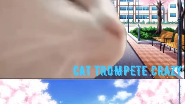 CAT TROMPETE CRAZY