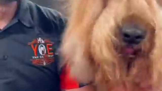 Dog grooming level EXPERT #grooming #goldendoodle #beach