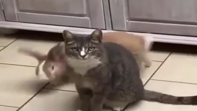 Cat and Rabbit #shorts 😹