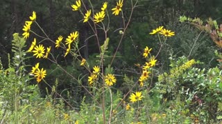 21 Wild Plants 🌺 n Trees Identify NC