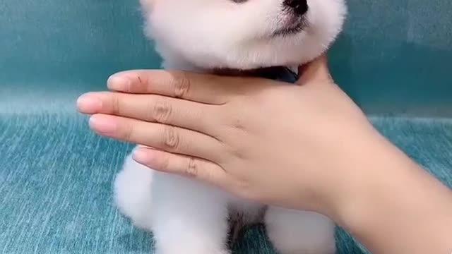 RUMBLE / Cute puppy