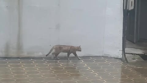 his is a cute wild cat passing by. If you need a cat video, please use it