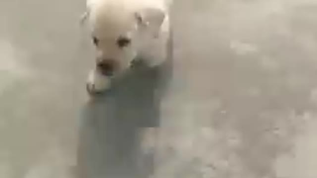 cute puppy cute �� dog