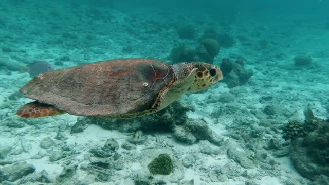 Hawksbill the sea turtle