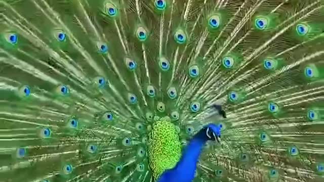 Peacock