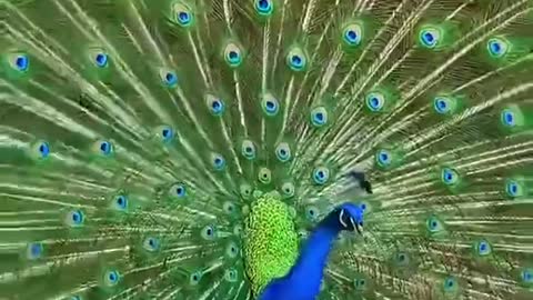 Peacock