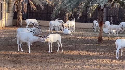 Addax nasomaculatus - A band of white hair forms an “X” across the nose