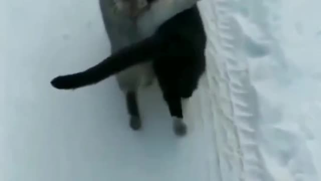 Two cat best friendship in life and happy any time